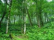 پاورپوینت اهمیت و نقش جنگل ها